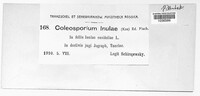 Coleosporium inulae image